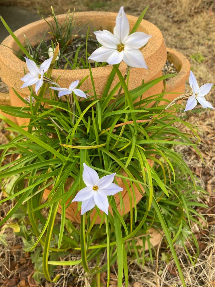 ハナニラの投稿画像 By おふくさん 春の球根植物と咲いた と花のある暮らし 月3月3日 Greensnap グリーンスナップ