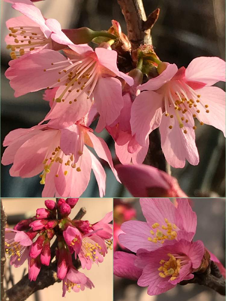 オカメザクラの投稿画像 By ひめだかさん 日光好きと花木と花期長いとバラ科と庭木と花のある暮らしと落葉低木と耐寒性と地植えと散歩中 月3月3日 Greensnap グリーンスナップ