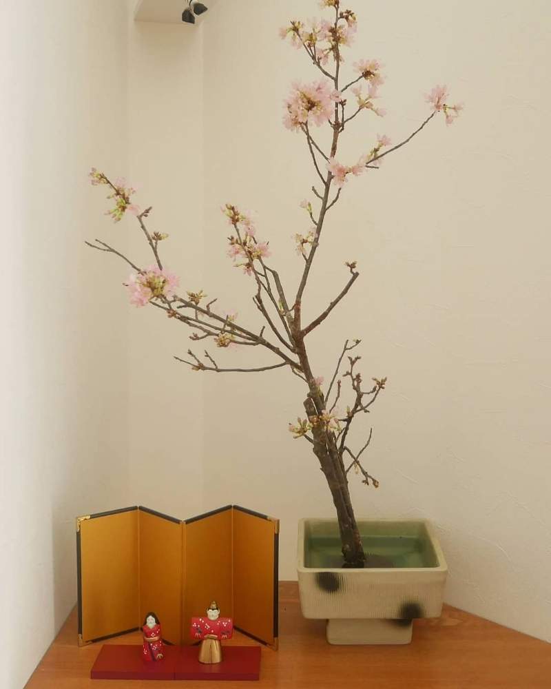 啓翁桜の投稿画像 By 花の首飾りさん さくら サクラ 桜と桜 さくらとピンクの花と可愛い花と水盤とgs映えと御流儀といけばな と春らしい色と花のある暮らしと水盤生けとかわいいと お部屋を彩る 春の花 フォトコンと切り花と生け花と部屋とおひな祭りとピンクの花と