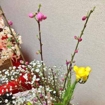 日本の美の画像 by ゆりりんごさん | 和室とひなまつりと日本の伝統と日本の美と桃の節句と花のある暮らしと雛祭りと『お部屋を彩る、春の花』フォトコン