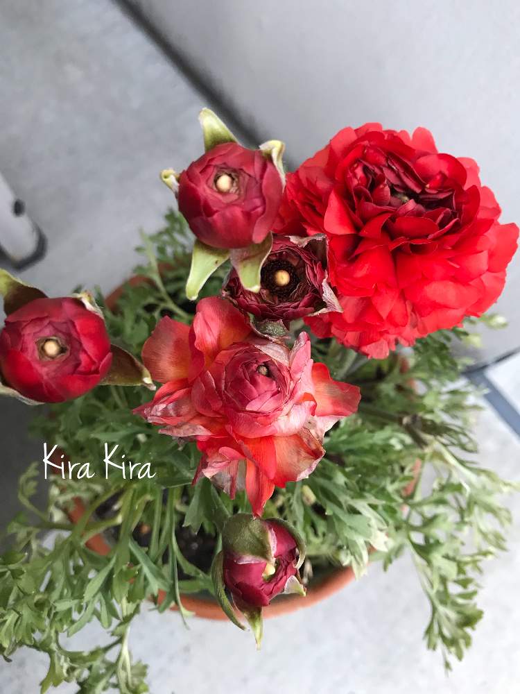 ラナンキュラス の投稿画像 By キラキラネーム さん ドライフラワーとグリーンのある暮らしと幸せいっぱい とお仕事お疲れ様 とやる気スイッチ と花のある暮らしと癒し 月3月4日 Greensnap グリーンスナップ