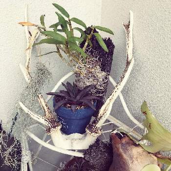 チランドシア ウスネオイデスの投稿画像一覧 Greensnap グリーンスナップ