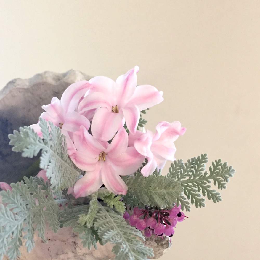 ヒヤシンスの投稿画像 By Takaさん 球根と花のある暮らしとピンク色の花とベビーピンクとアレンジメント 月3月4日 Greensnap グリーンスナップ