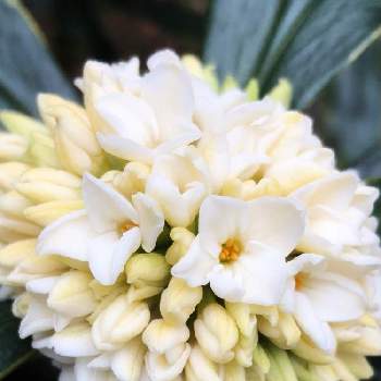 沈丁花の香りが好きの投稿画像一覧 Greensnap グリーンスナップ