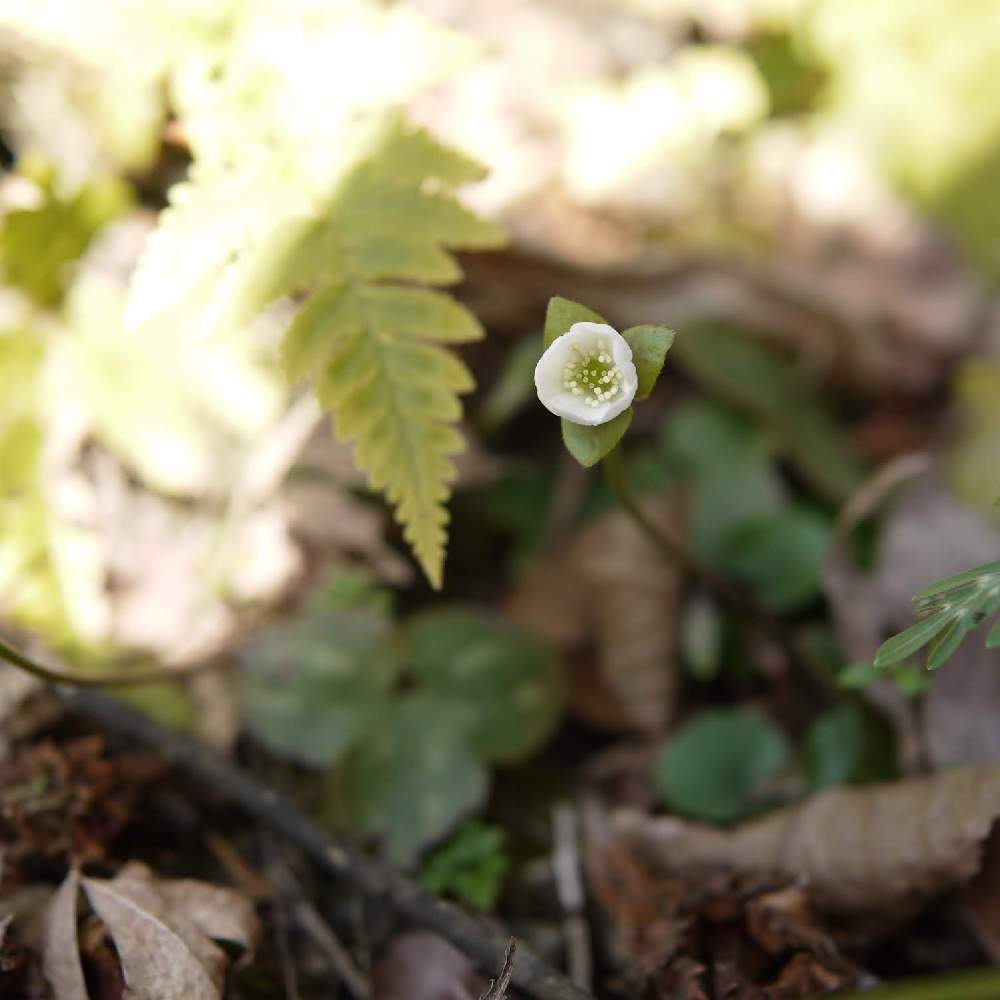 自生している雪割草見たくって 伊吹山の麓の山寺に行ってきました Greensnap グリーンスナップ 自生している雪割草見たくって 伊吹山の麓の山寺に行ってきました Greensnap グリーンスナップ