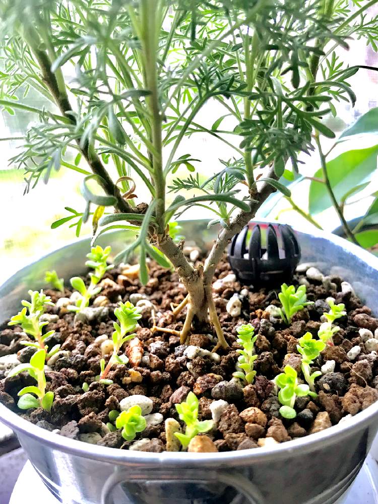 マルバマンネングサの投稿画像 By ゃきの樹さん アルテミシア コーラプラントと多肉植物とハーブとセダム属と挿し芽 月3月4日 Greensnap グリーンスナップ