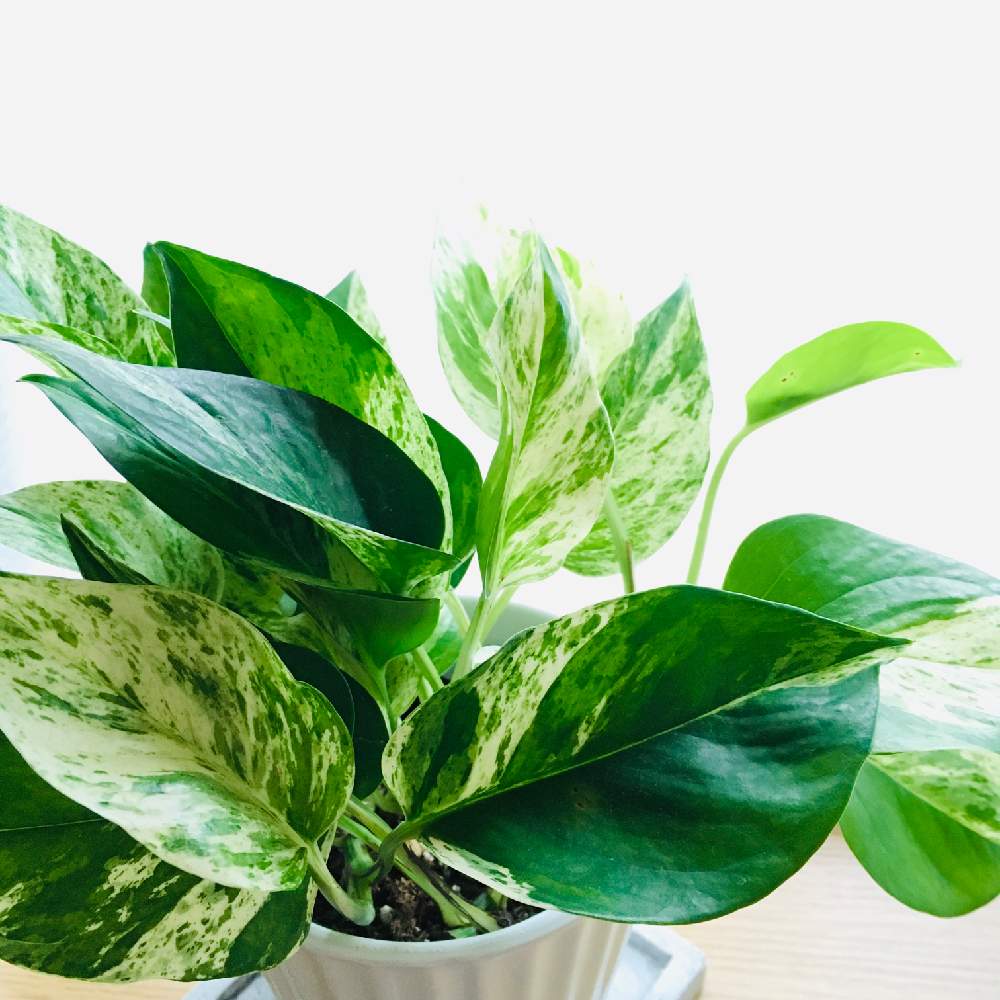ポトスマーブルクイーンの投稿画像 By モモさん 観葉植物 月3月4日 Greensnap グリーンスナップ