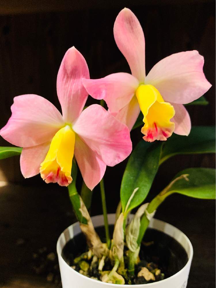 バイト仲間の投稿画像 By シゲルさん 相鉄線の改札口とカトレアの花と片道分と横浜散歩とチーム横浜と洋ランの女王とiphone撮影 月3月4日 Greensnap グリーンスナップ