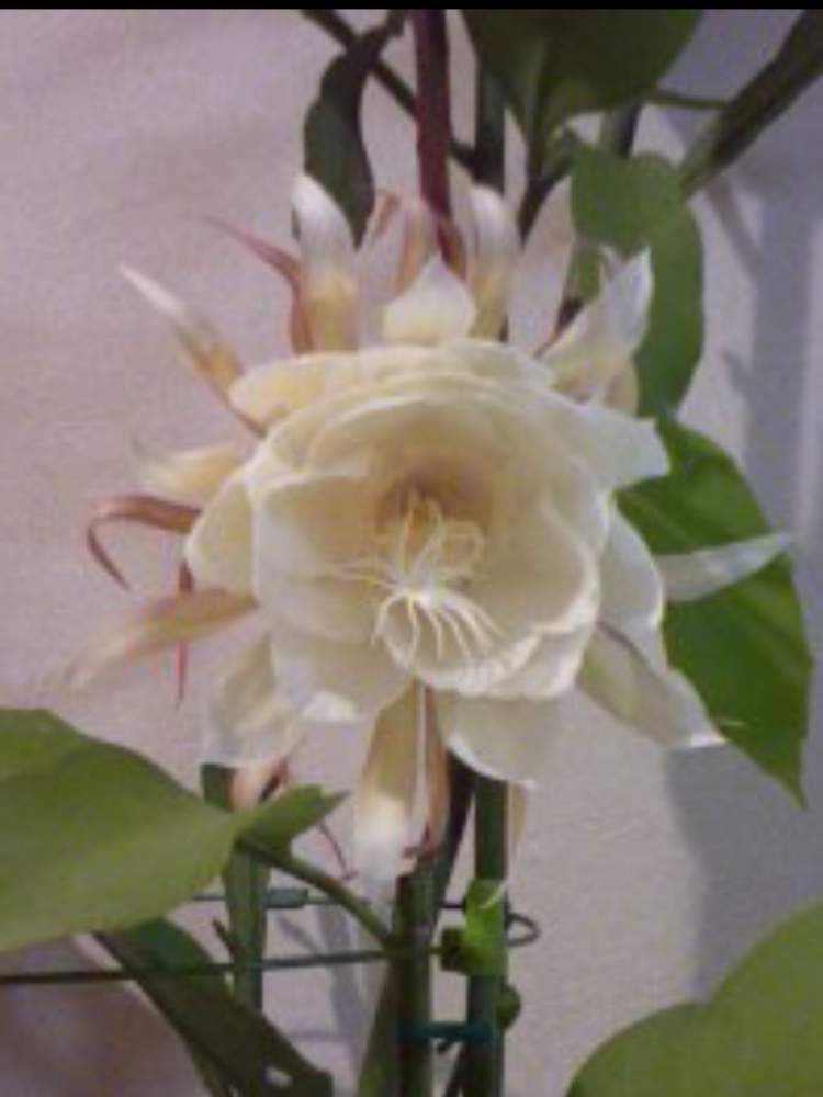 かおしゃんさんの投稿画像 2020月3月4日 Greensnap グリーンスナップ