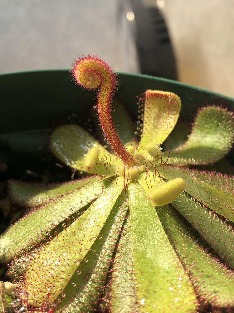 モウセンゴケの投稿画像 By ドロセラさん Drosera Hamiltoniiとドロセラ ハミルトニーと広い庭と食虫植物とオーストラリアとオーストラリア原産と食虫植物とオーストラリアとオーストラリア原産 月3月4日 Greensnap グリーンスナップ Greensnap グリーン