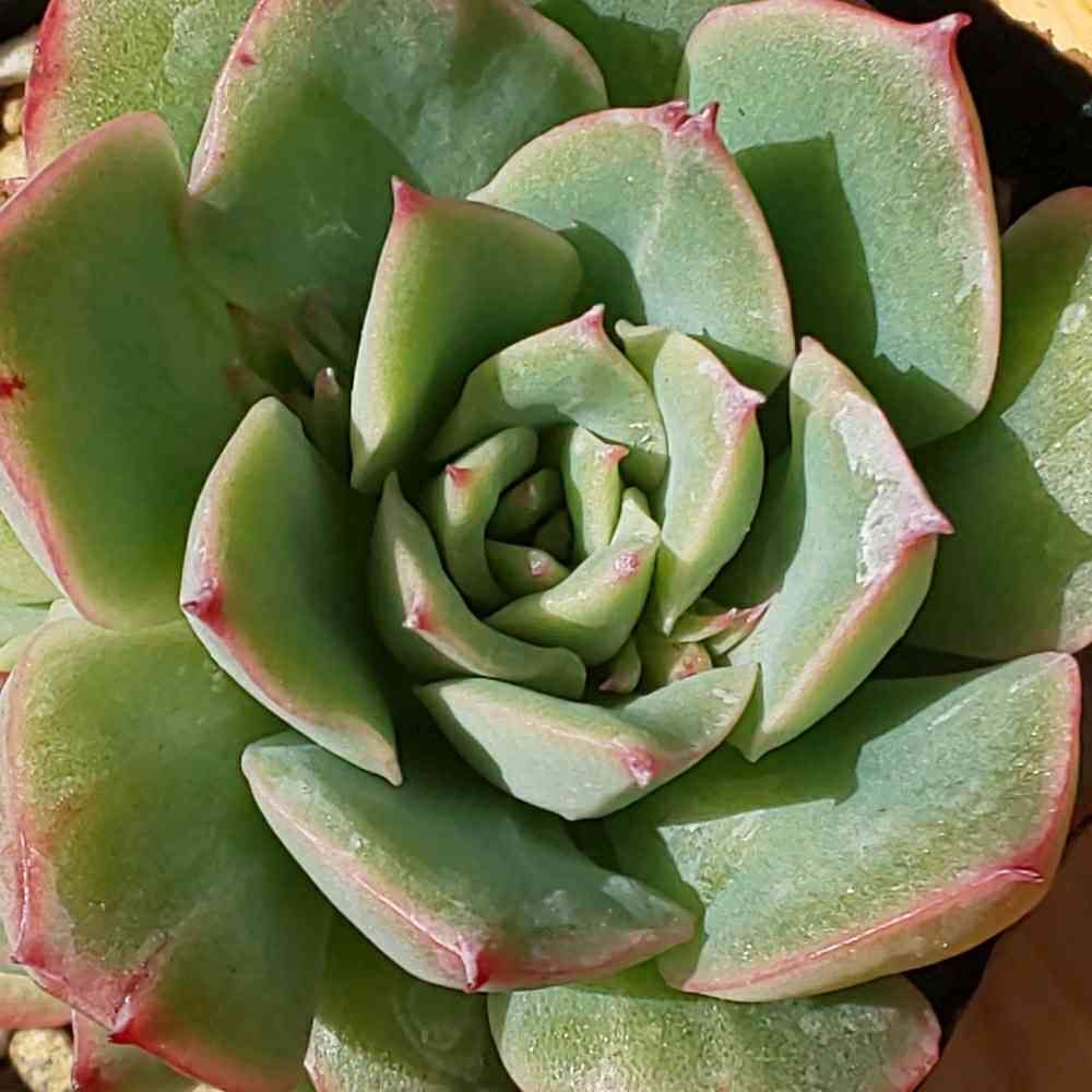 多肉植物アエオニウム ❤️ ナガ女王 ❤️ 抹香臭い 成長した姿