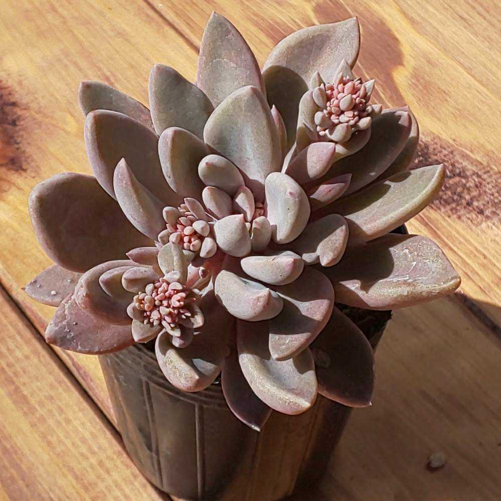 八重多肉植物。ジェニュインシェル。 シュガークリスタルどっちが好き⁉️ | 多肉植物専門店Lumiere