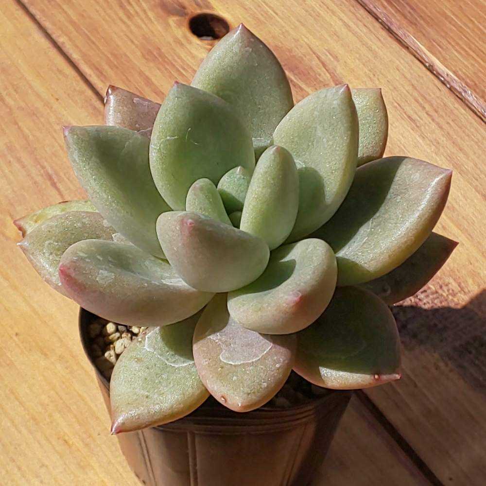 おまとめ！　39SALE！多肉植物^o^  ルビードナ おまとめ！39SALE！多肉植物^o^ ルビードナ