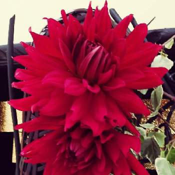 目が覚めるような色の投稿画像一覧 Greensnap グリーンスナップ