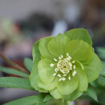 原種クリスマスローズ デュメトルムddの投稿画像一覧 Greensnap グリーンスナップ