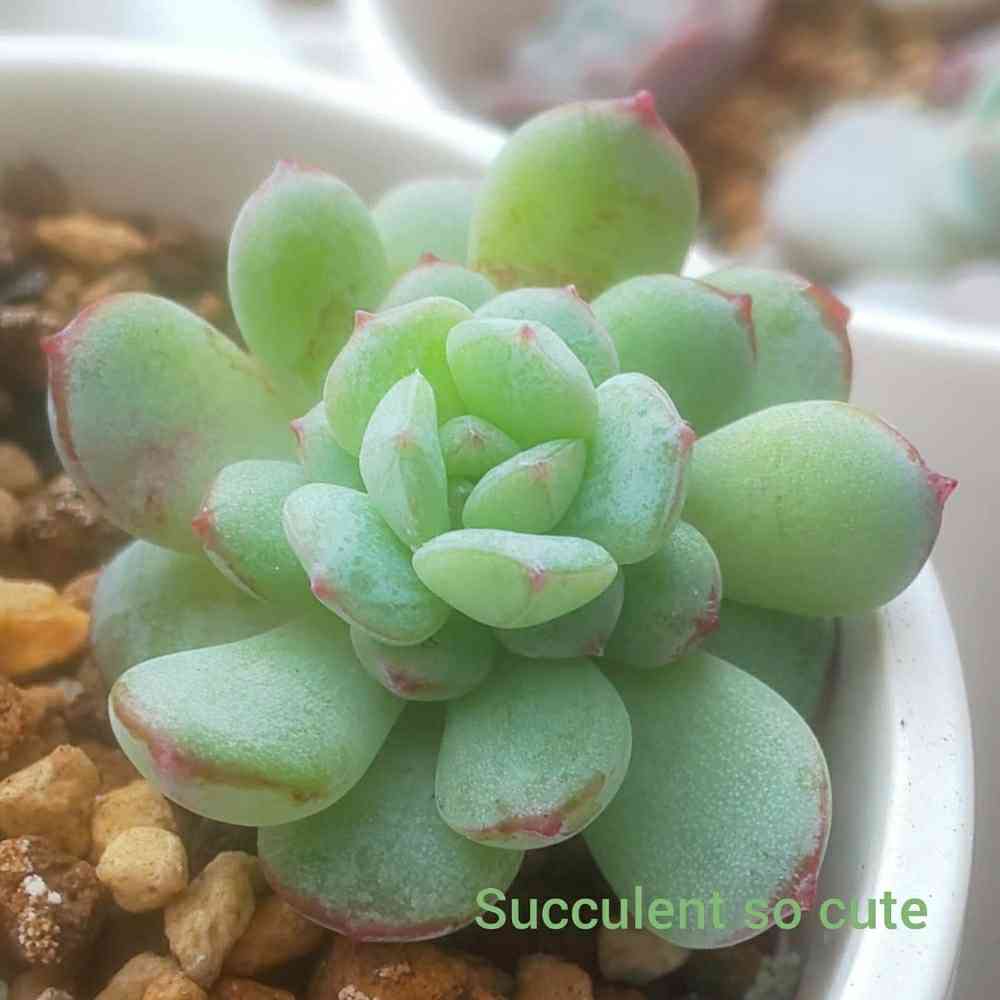 ラウイ×グロブローサの一覧｜🍀GreenSnap（グリーンスナップ）