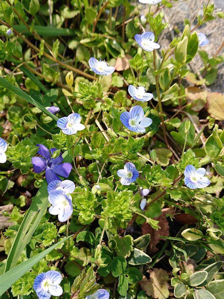 山野草 19春 夏 Greensnap グリーンスナップ