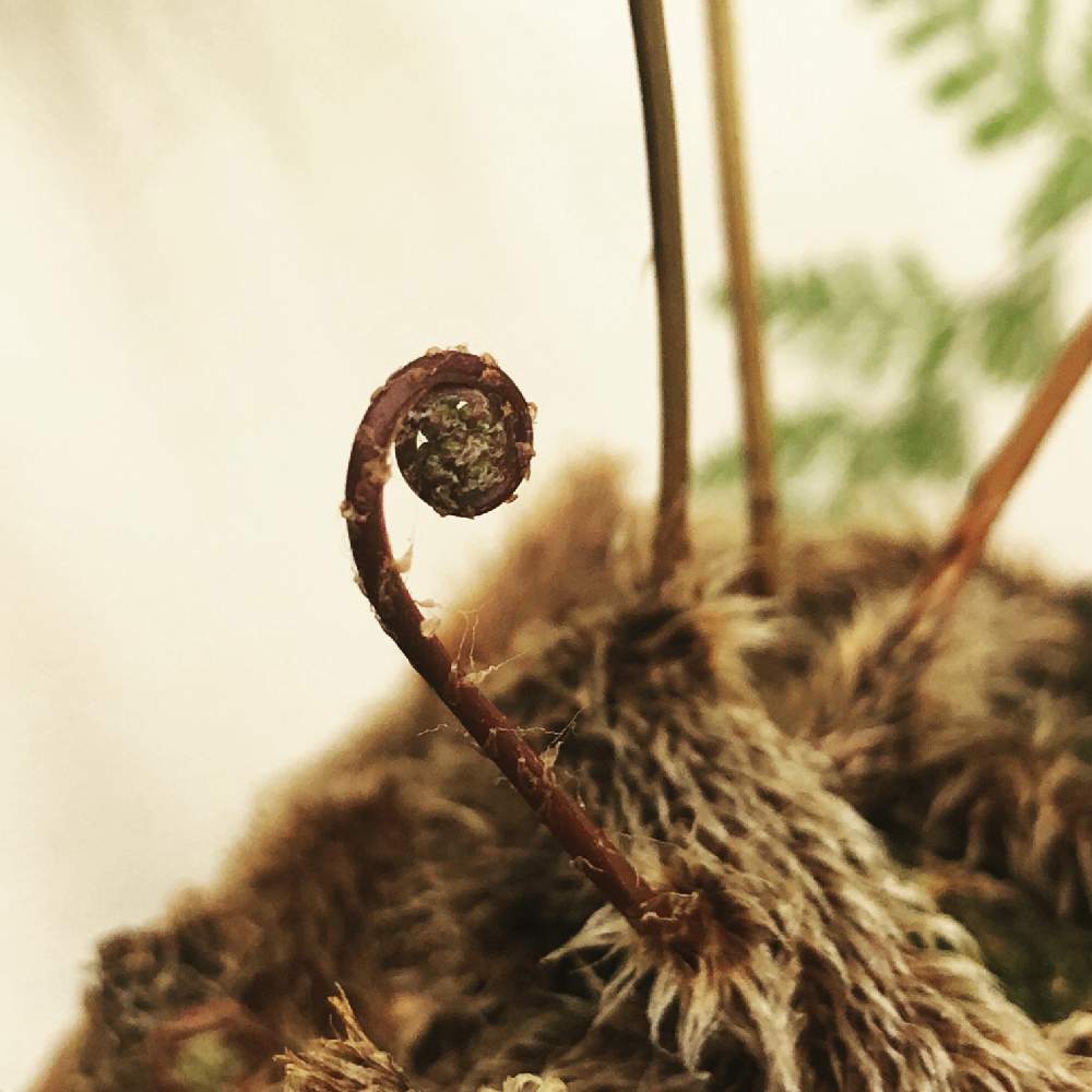 トキワシノブの投稿画像 By カヨノスケさん 春はすぐそこと虫の足っぽいと根っこと芽が出たとシダ植物とちょっと気持ち悪い 月3月5日 Greensnap グリーンスナップ