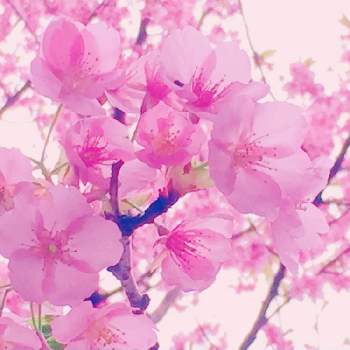 桜色の可愛いお花の投稿画像一覧 Greensnap グリーンスナップ