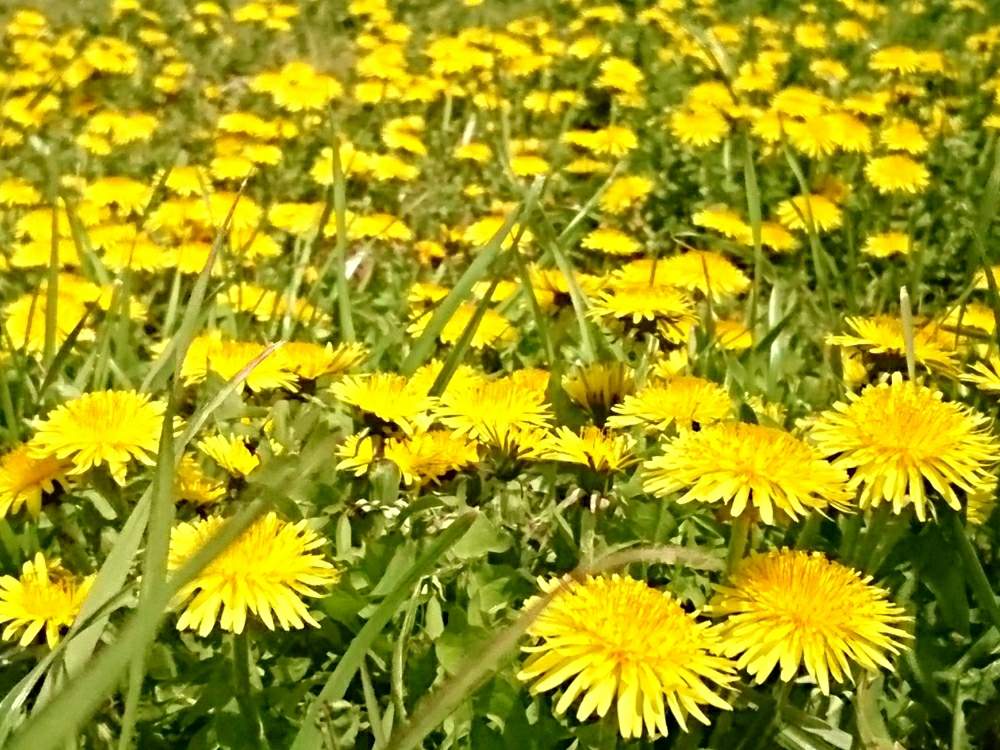 タンポポの投稿画像 By Toshi17さん しあわせ色とvividとスマホ撮影とかわいい とお写んぽと華やかとgs映えと癒される と元気色と綺麗と鮮やか と紀ノ川 桃源郷と今日の花と黄色いお花大好き協会と花のある暮らしとvitamin Colorとfrom過去ライブラリ 月3月5日 タンポポの投稿画像 By Toshi17さん しあわせ色とvividとスマホ撮影とかわいい とお写んぽと華やかとgs映えと癒される と元気色と綺麗と鮮やか と紀ノ川 桃源郷と今日の花と黄色いお花大好き協会と花のある暮らしとvitamin Colorとfrom過去ライブラリ 月3月5日
