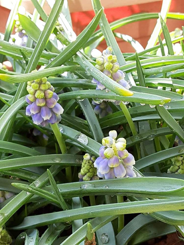 ムラサキの花の投稿画像 By はなごよみさん グラデーションと薄紫色の花と ムスカリと青色の花と鉢植えと花のある暮らし 月3月5日 Greensnap グリーンスナップ