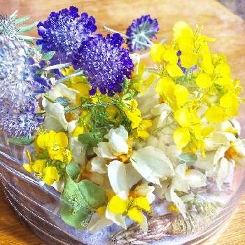 シリカゲル ドライフラワーの投稿画像一覧 Greensnap グリーンスナップ