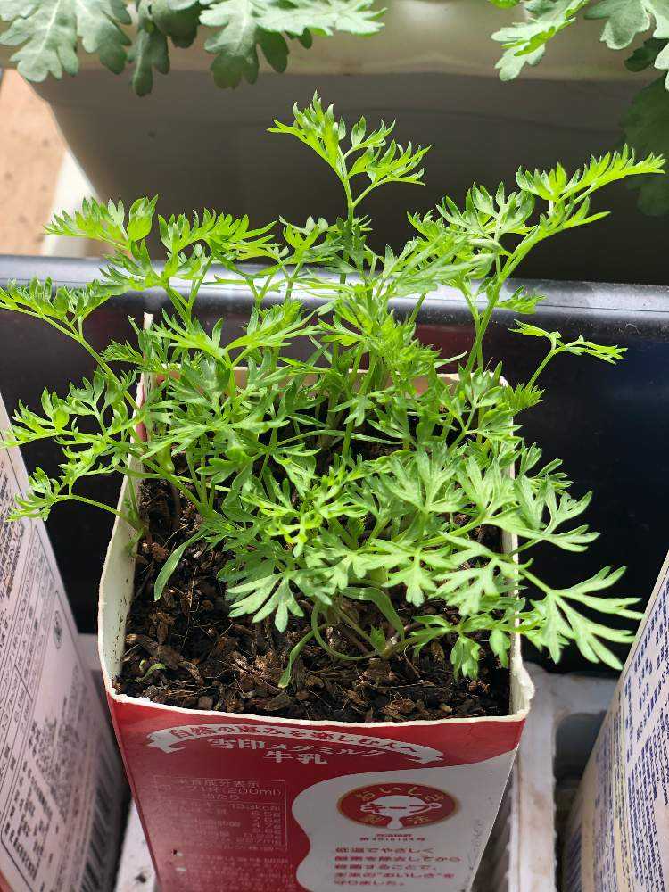 五寸人参 牛乳パック栽培 Greensnap グリーンスナップ