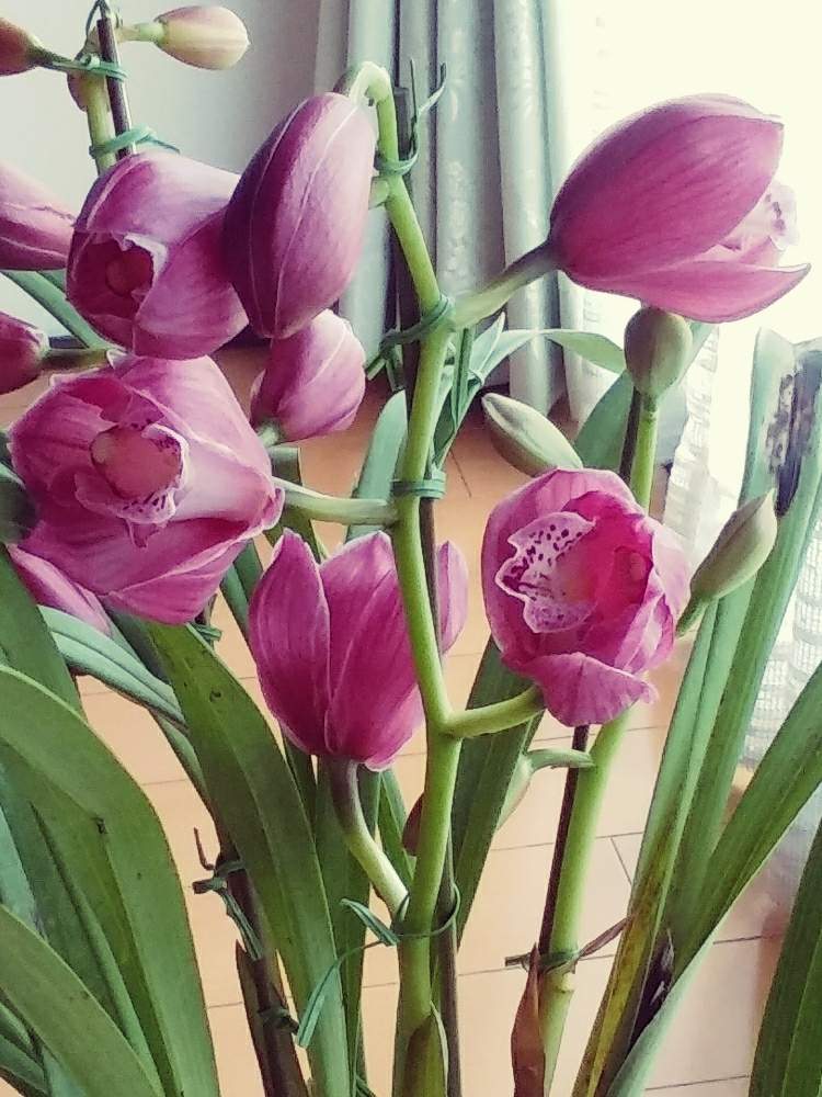 シンビジウムの投稿画像 By Nonno03さん シンビジュームとピンク ピンクと感激 と小さな幸せ と魅力的 と初チャレンジ としあわせ時間 と優しい色合いと育てるの楽しみとワクワクドキドキと美人さん と嬉しいなぁsと嬉しいいただきもの とキラキラし