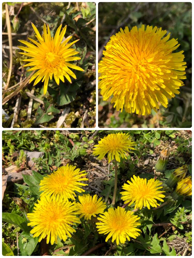 タンポポの投稿画像 By Poponさん 野の花と花いっぱい と春が来たと黄色い花と今日のお花と癒されると可愛いと花のある暮らしとかわいい な と花が好きとたんぽぽ愛好家友の会とセイヨウタンポポと野の花と花いっぱい と春が来たと黄色い花と今日のお花と癒されると