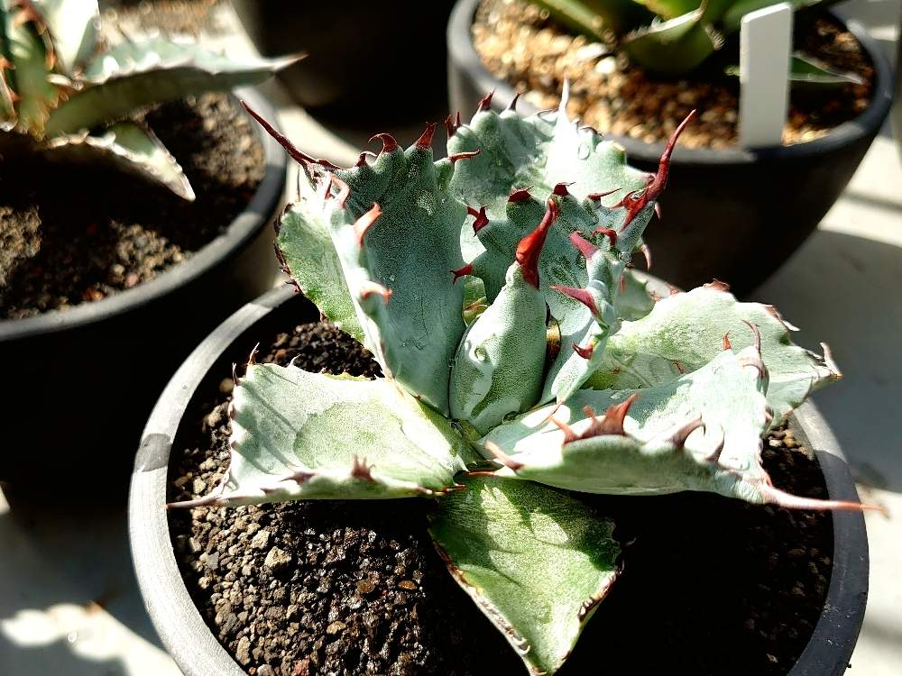 アガベ パライシ ハイブリッド - 植物/観葉植物