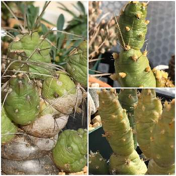 tephrocactus zehnderiの画像 by もとさん | 小さな庭とtephrocactus zehnderiとMM園芸部とテフロカクタス属と植中毒とトゲのある暮らしとクムロプンチア属と耐寒性