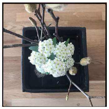 スノーホワイトの投稿画像一覧 Greensnap グリーンスナップ