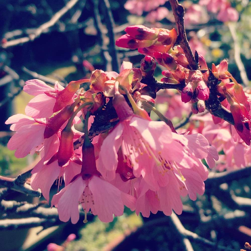 オカメ桜の投稿画像 By Naonaoさん 大きくなりました とありがとう と植中毒と素晴らしい景色 とかわいい色とナチュラルスタイルと花のある暮らし 月3月5日 Greensnap グリーンスナップ
