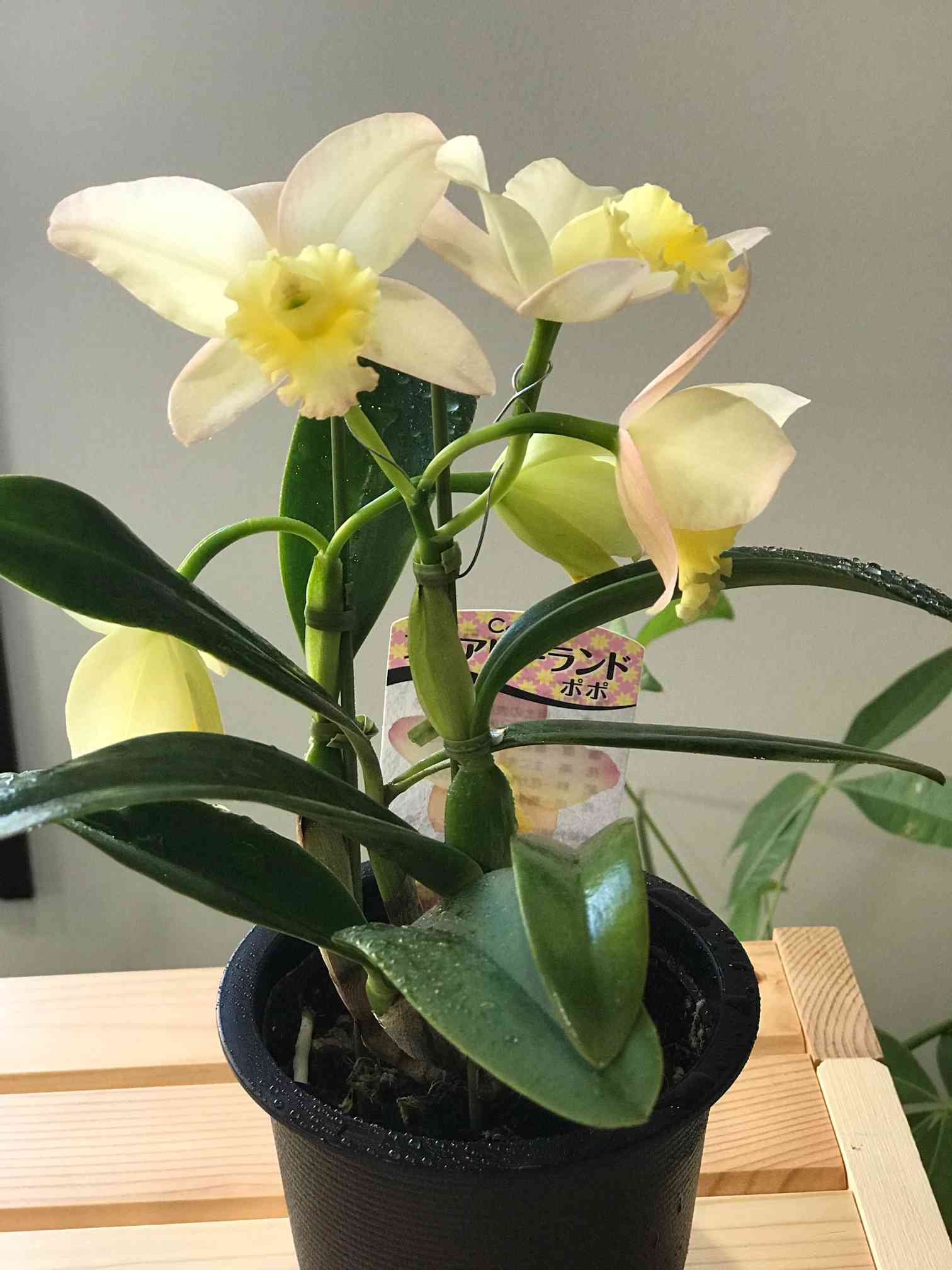 島忠で買って来ました！ミニカトレア｜🍀GreenSnap（グリーンスナップ）