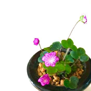 Liverleafの投稿画像一覧 Greensnap グリーンスナップ