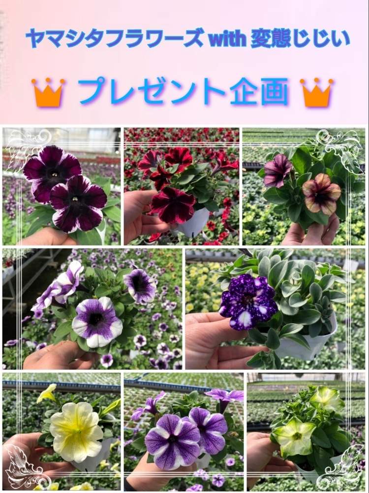 かわいいな の投稿画像 By Kakinumaさん 花のある暮らしと花苗とペチュニア 2020月3月5日 Greensnap グリーンスナップ