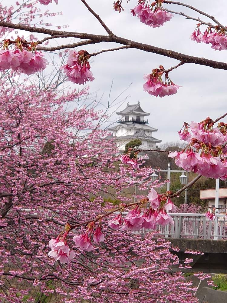 掛川桜の投稿画像 By ほりーさん お出かけ先とお花見と花のある暮らしと 桜並木と城郭 天守閣とお花見と花のある暮らしと 桜並木と城郭 天守閣 月3月5日 Greensnap グリーンスナップ Greensnap グリーンスナップ