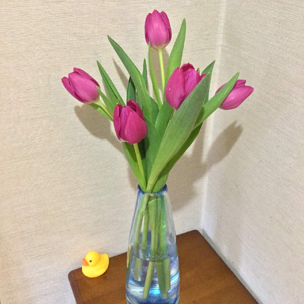 チューリップの投稿画像 By みそさん かわいいと癒しと花のある暮らし 月3月5日 Greensnap グリーンスナップ