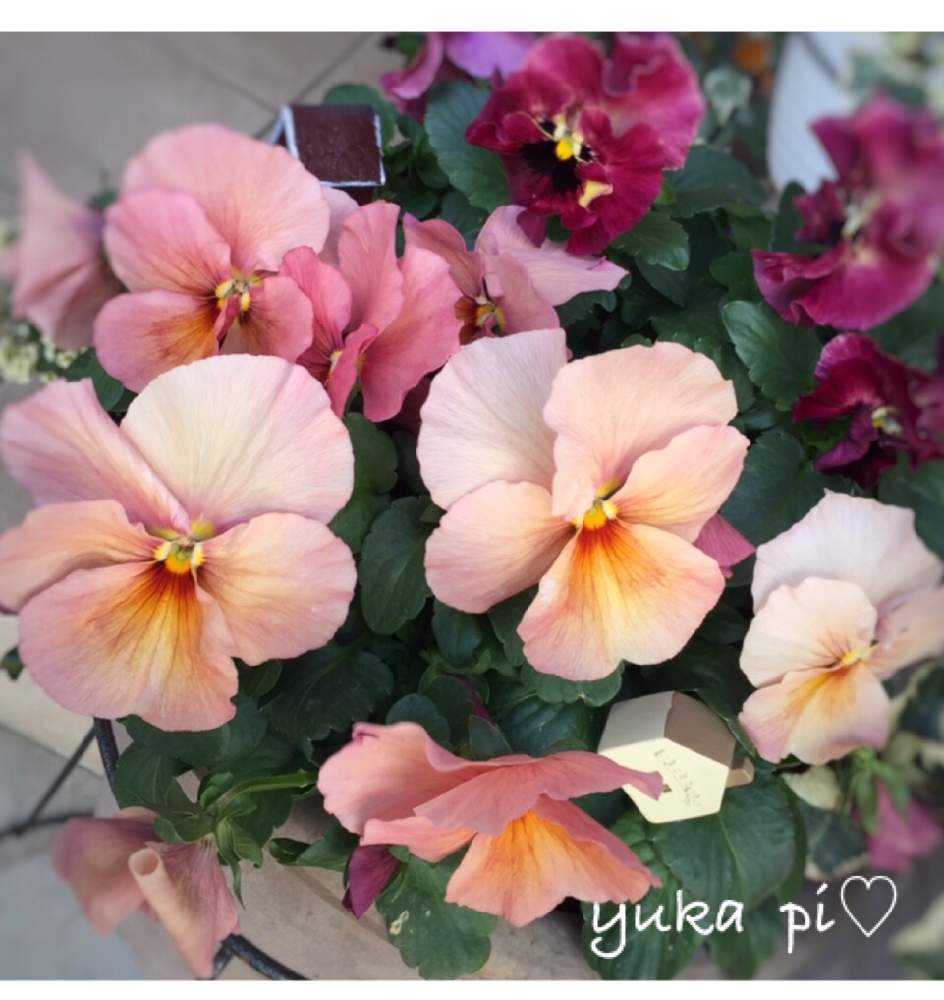 ビオラ パンジーの投稿画像 By ゆかぴさん ピンクの花と寄せ植えと可愛いと花のある暮らし 月3月6日 Greensnap グリーンスナップ