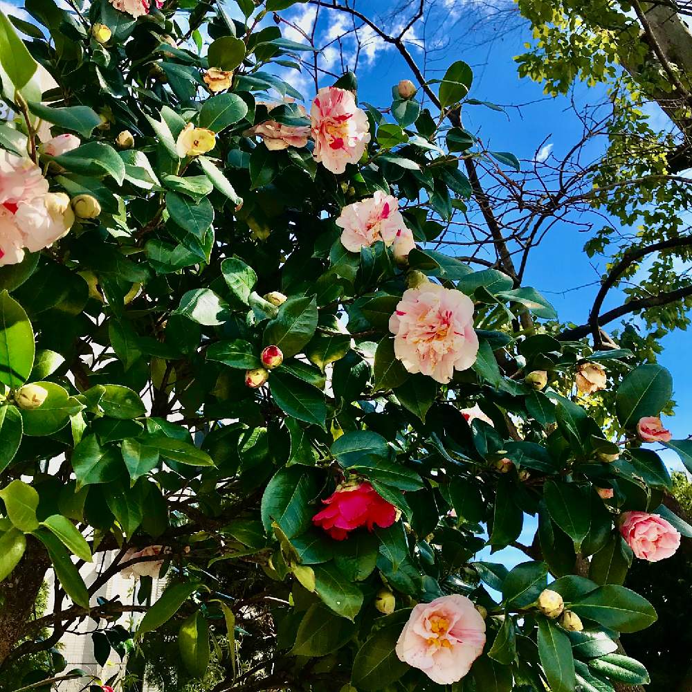 ツバキの投稿画像 By チャーさん チャーさんのリポートと里山散策と季節の 便りと咲き分けとチャーさんの 里山歩きと里山歩きと散歩と花を愛でるとはると自然観察 月3月6日 Greensnap グリーンスナップ