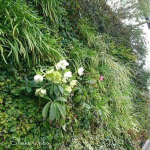 クリスマスローズ,壁面 ,花のある暮らし,リーフ,屋上庭園の画像