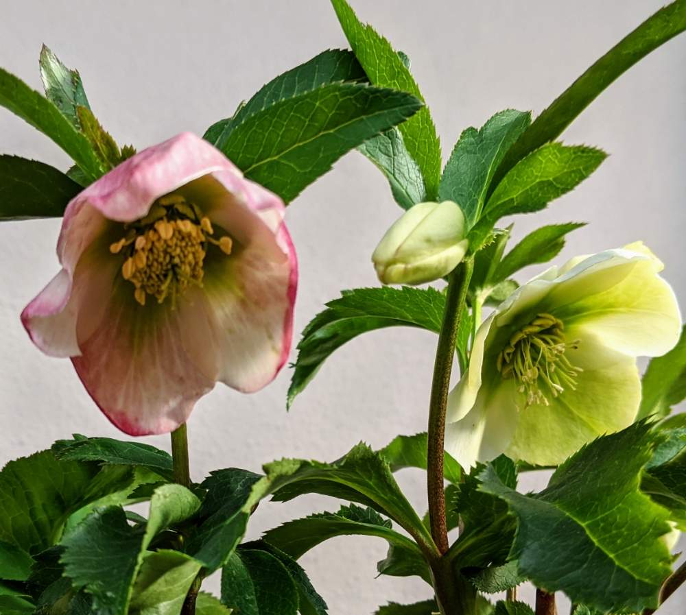 クリスマスローズの投稿画像 By 巫女歩 さん うちのベランダと冬の花と下向きに咲く花とクリスマスローズ シングルとしべ好きと花のある暮らし 月3月6日 Greensnap グリーンスナップ