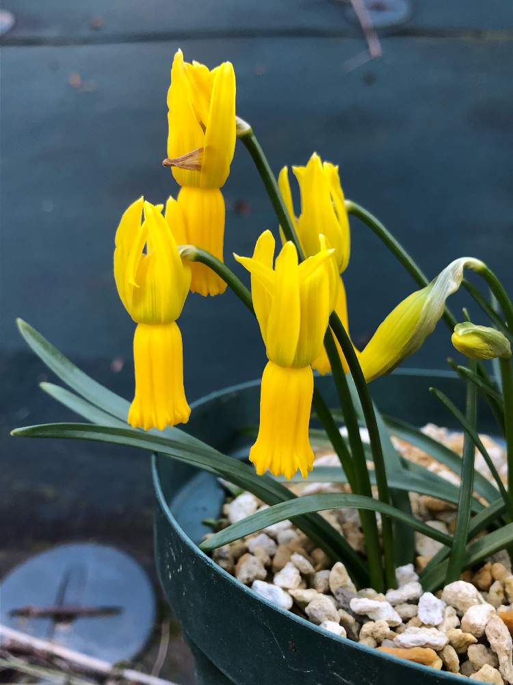 スイセンの投稿画像 By フクさん Narcissusとnarcissus Cyclamineusとナルキッスス キクラミネウスと球根植物と原種スイセン 月3月6日 Greensnap グリーンスナップ