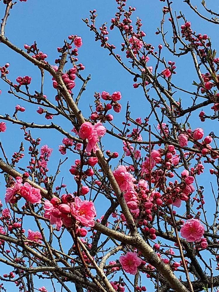 花の咲く木の投稿画像 By Flower Skyさん ピンクの花と空を背景にと満開と春の花 と花のある暮らしとウォーキング途中に 月3月6日 Greensnap グリーンスナップ