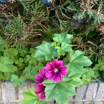 ベニアオイの投稿画像一覧 Greensnap グリーンスナップ