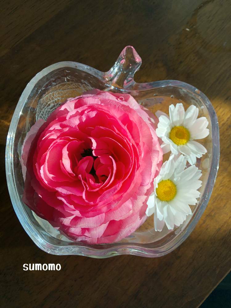 ノースポールの投稿画像 By Sumomoさん ラナンキュラスと花のある暮らしと切り戻しと水に浮かべて 月3月 6日 Greensnap グリーンスナップ