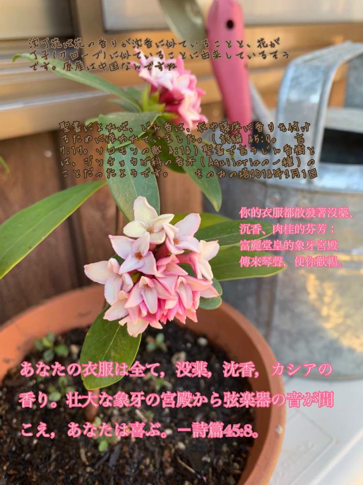 沈丁花 瑞香 Daphne Odora の投稿画像 By Kumilletさん 聖句と花言葉と繁体語と盆栽素人と花のある暮らしと窓辺と聖句と花言葉 と繁体語と盆栽素人と花のある暮らし 月3月6日 Greensnap グリーンスナップ Greensnap グリーンスナップ