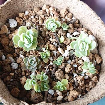 ヒューミリス葉挿しの投稿画像一覧 Greensnap グリーンスナップ