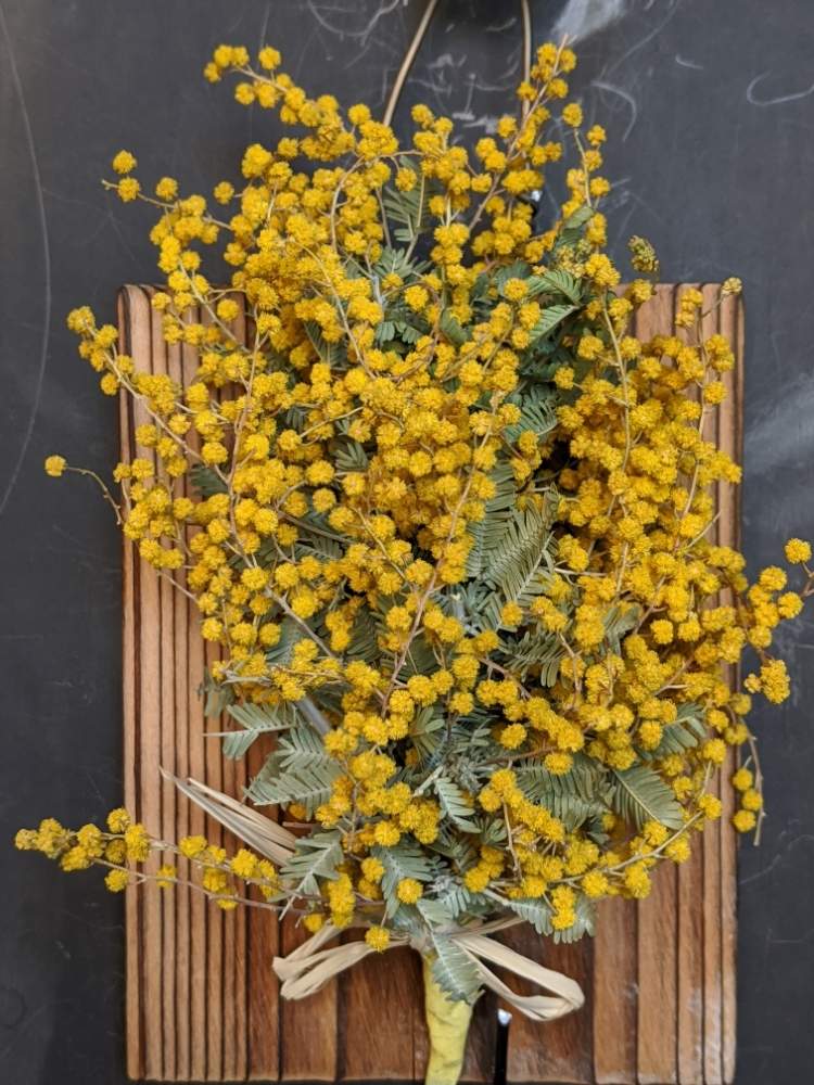 ミモザの投稿画像 By 風船カズラさん ミモザドライとドライフラワーと黄色い花と壁掛けとおうちフラワーフォトコンテスト 月3月6日 Greensnap グリーンスナップ