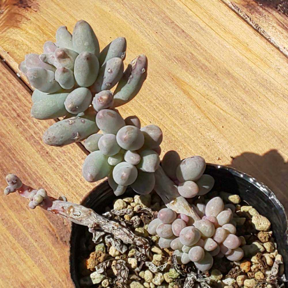 329 ベビーフィンガーの生長記録 2022.05.22更新｜🍀GreenSnap